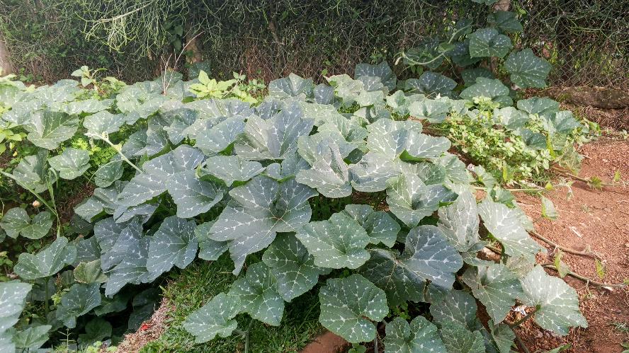 Pumpkins growing and busket weaving projects under the MANESTREAM CHARITY HARVEST GUARD FOUNDATION Gallery Image 3
