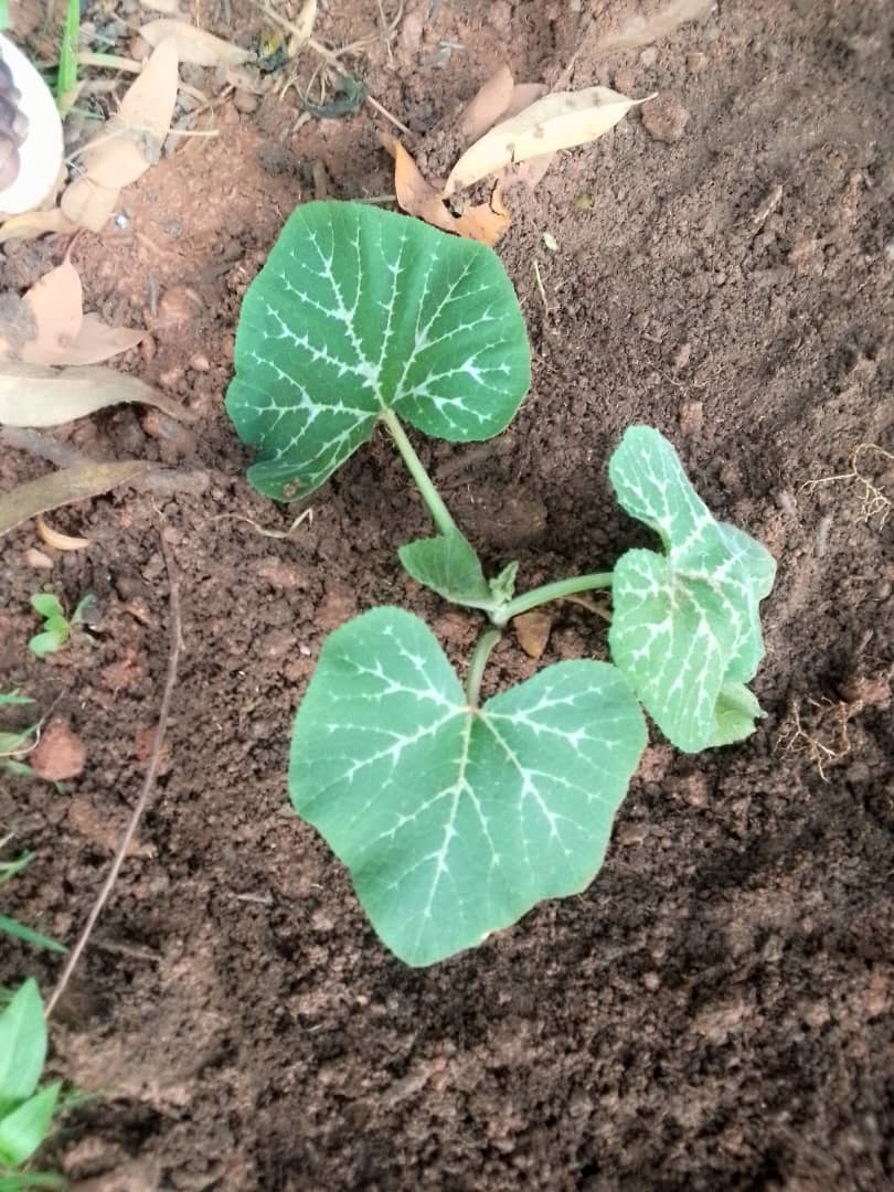 Pumpkins growing and busket weaving projects under the MANESTREAM CHARITY HARVEST GUARD FOUNDATION Gallery Image 7